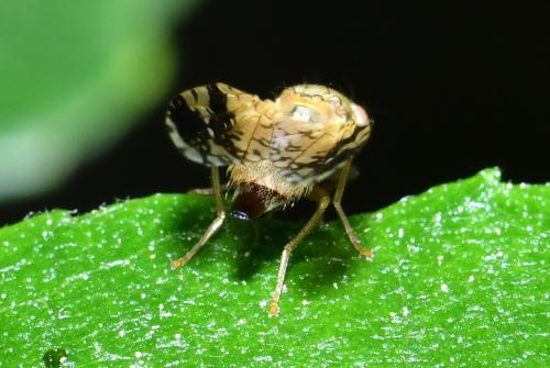 Tephritis bardanae